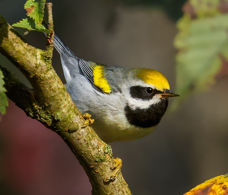 Golden-winged Warbler Photo 5