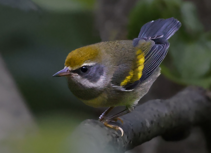 Golden-winged Warbler Photo 2
