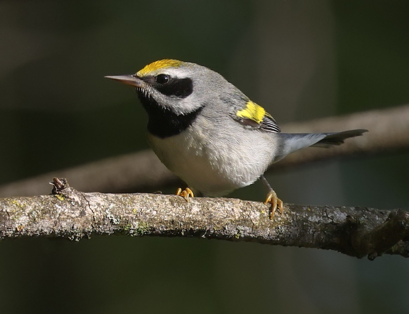 Golden-winged Warbler Photo 3