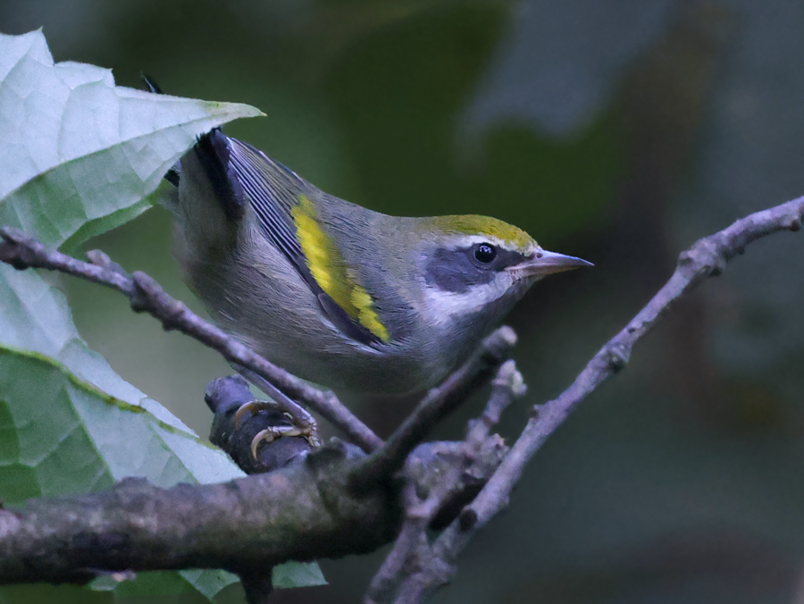 Golden-winged Warbler Photo 3