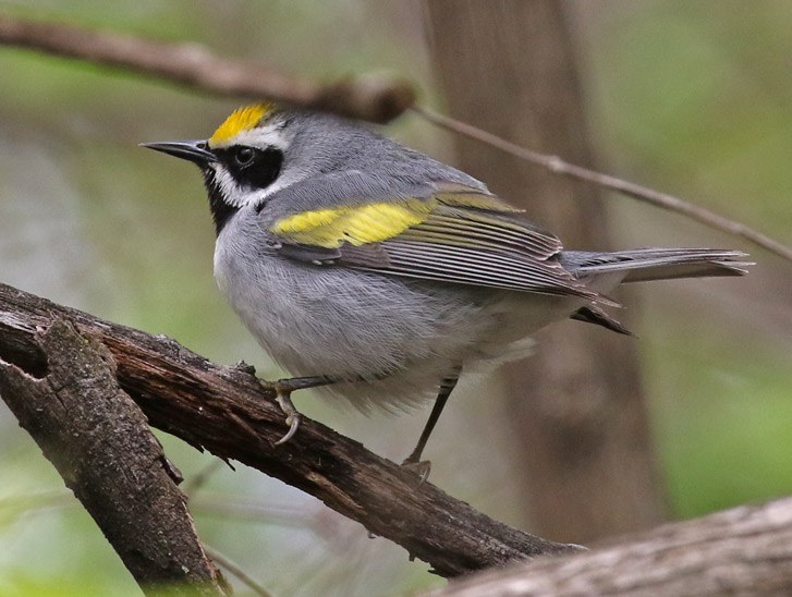 Golden-winged Warbler Photo 1