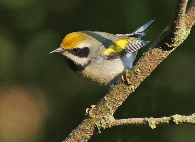 Golden-winged Warbler Photo 1