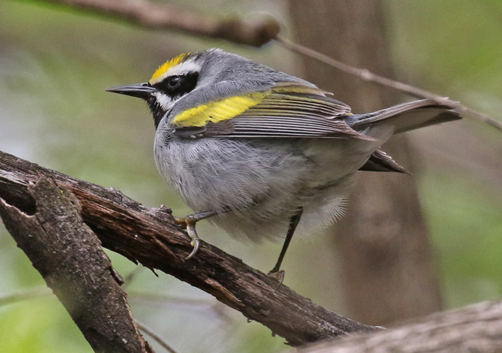 Golden-winged Warbler Photo 2