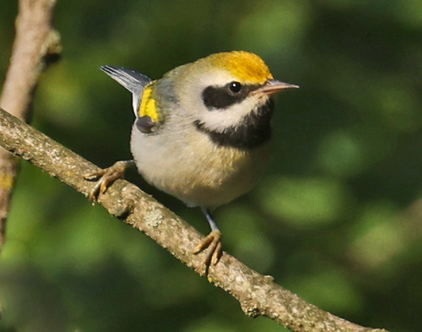 Golden-winged Warbler Photo 2