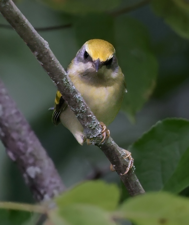 Golden-winged Warbler Photo 2