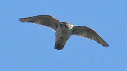 Gyrfalcon