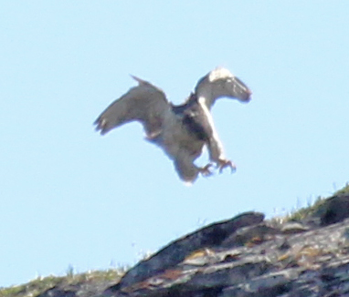 Gyrfalcon