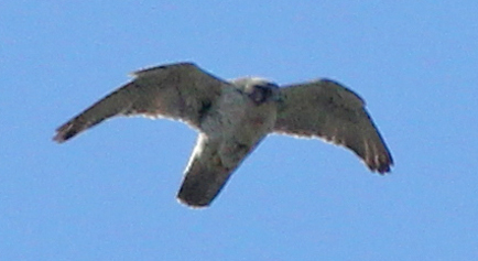 Gyrfalcon