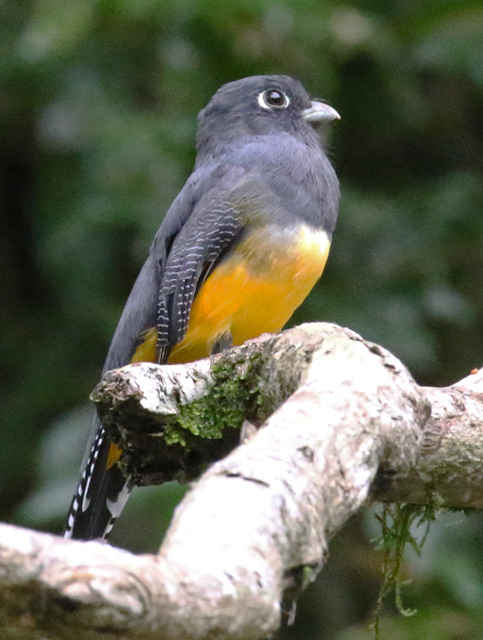 Gartered Trogon