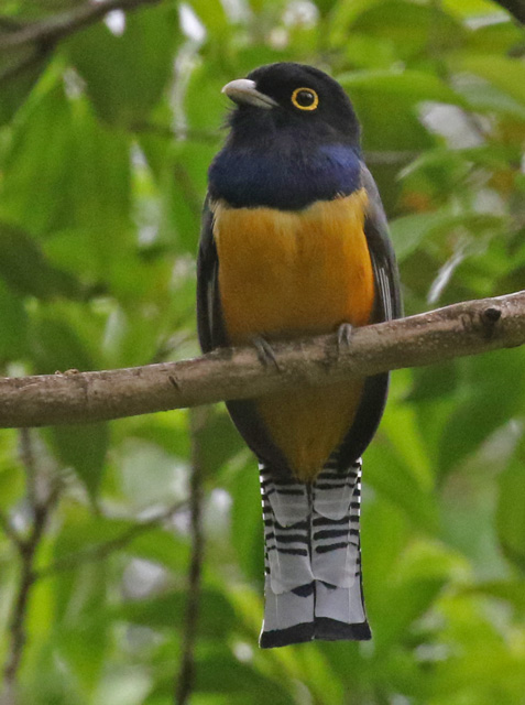 Gartered Trogon