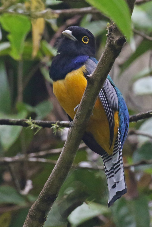Gartered Trogon