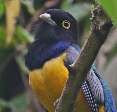 Gartered Trogon