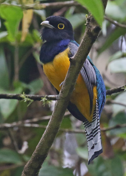 Gartered Trogon