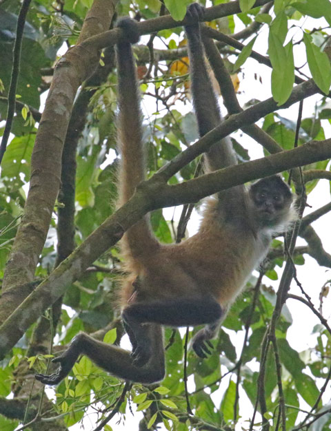 Geoffroy's Spider Monkey