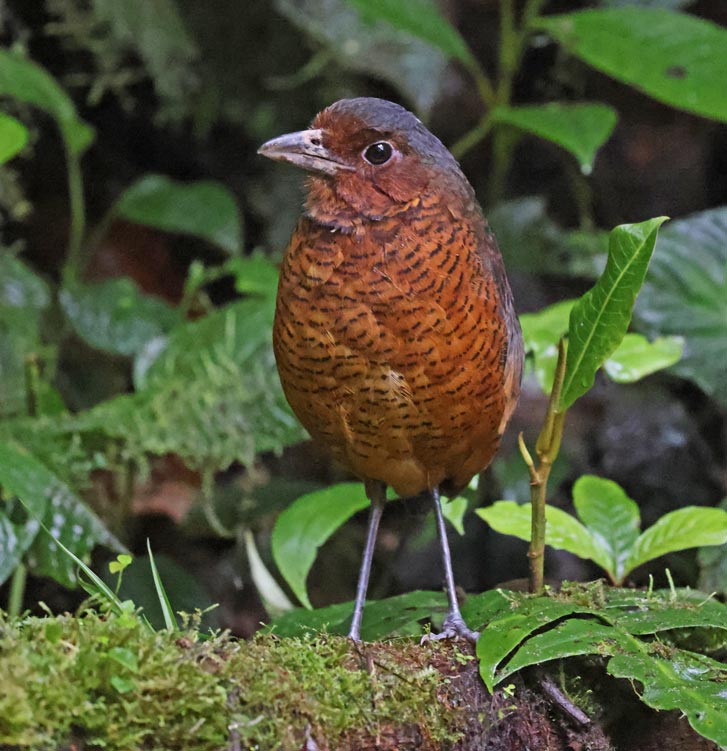Giant Antpitta