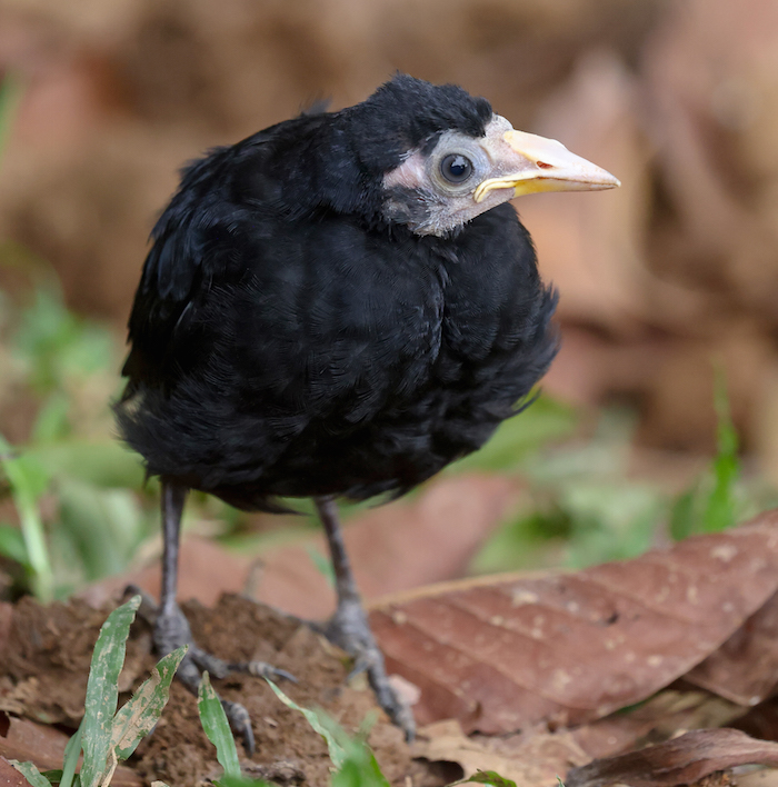 Giant Cowbird