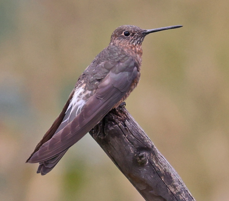 Giant Hummingbird