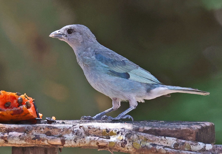 Glaucous Tanager