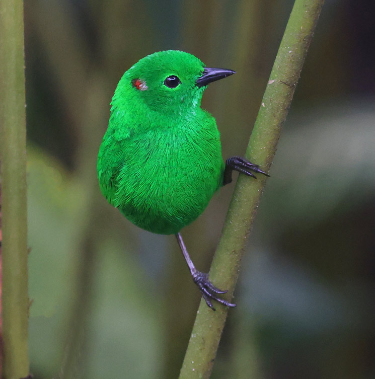 Glistening-green Tanager