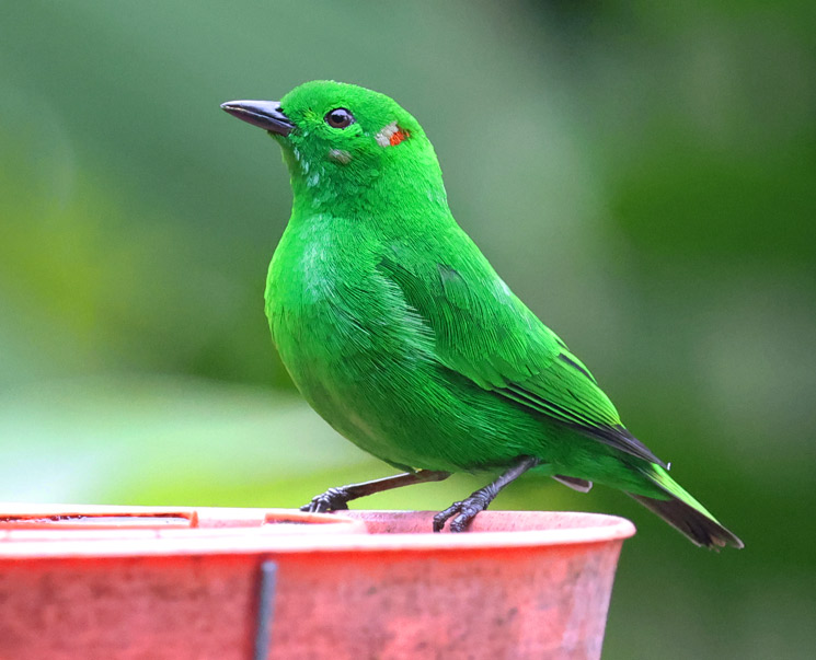 Glistening-green Tanager