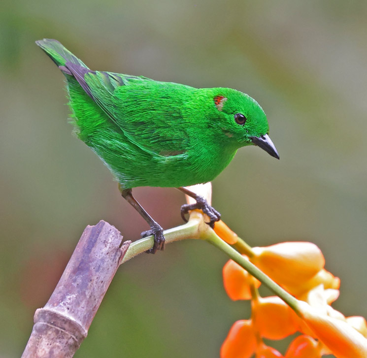 Glistening-green Tanager