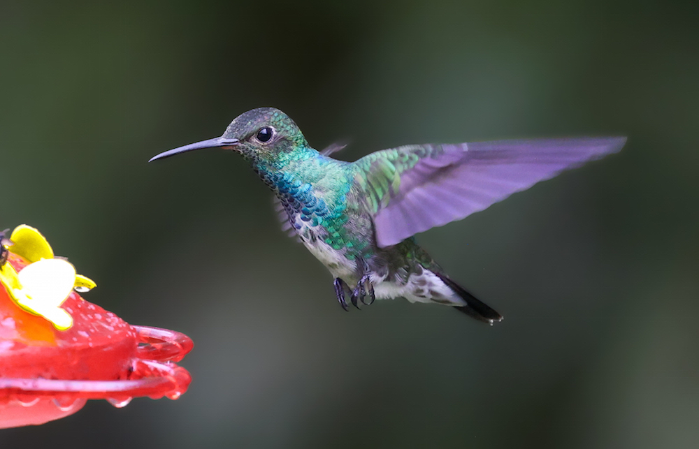 Glittering-throated Emerald