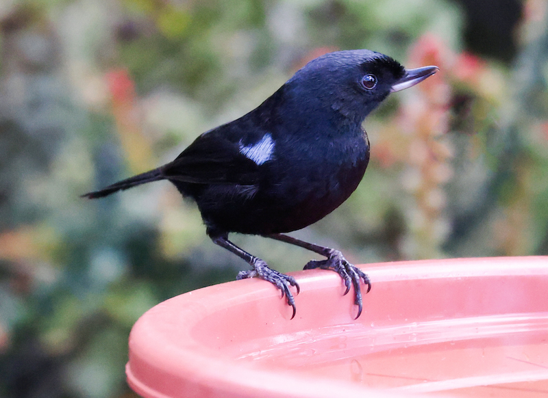 Glossy Flowerpiercer