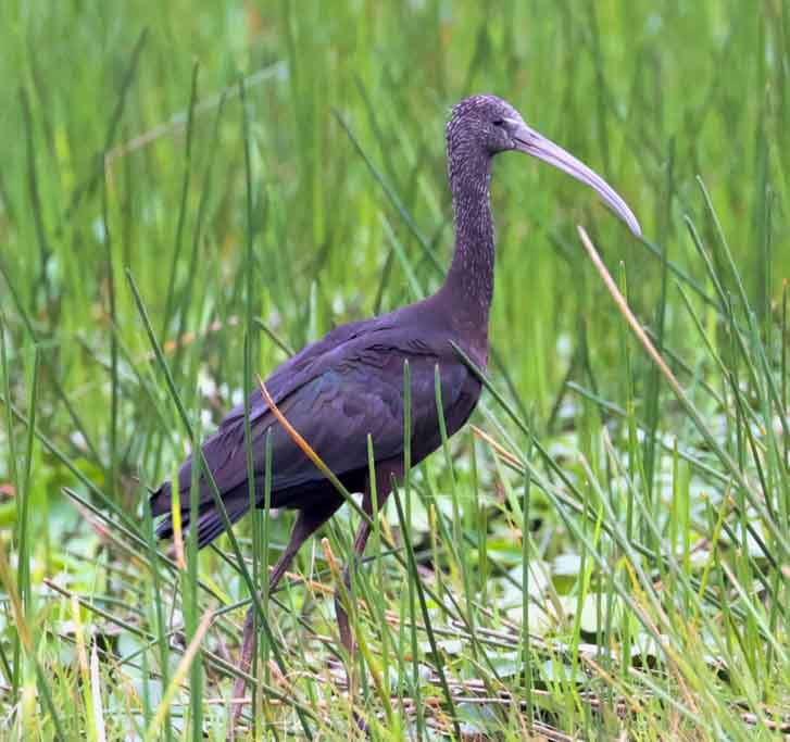Glossy Ibis