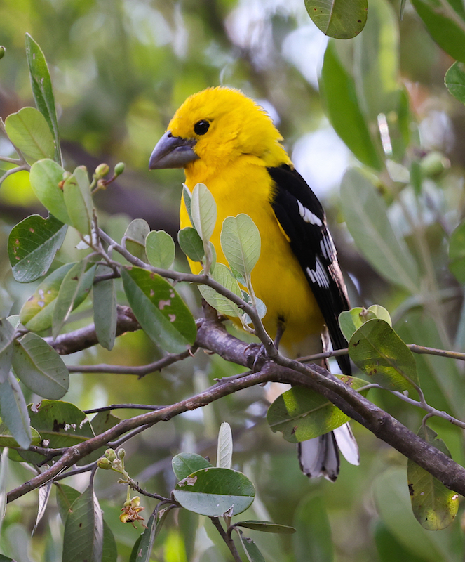 Golden Grosbeak