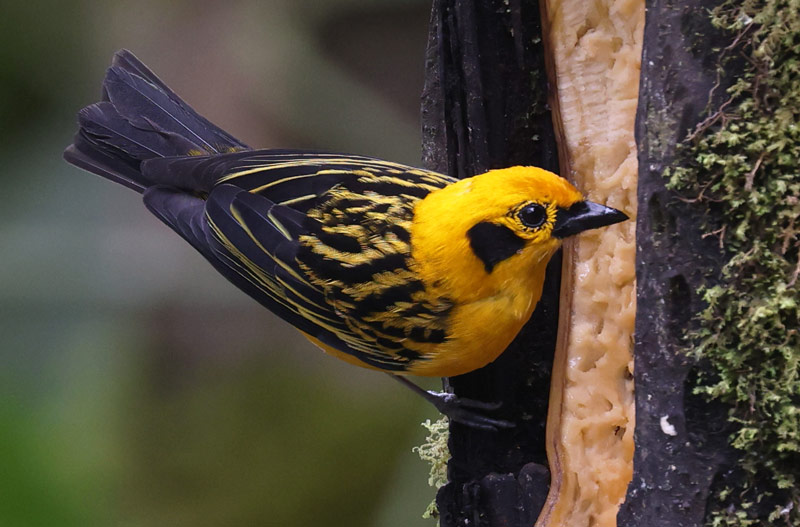 Golden Tanager