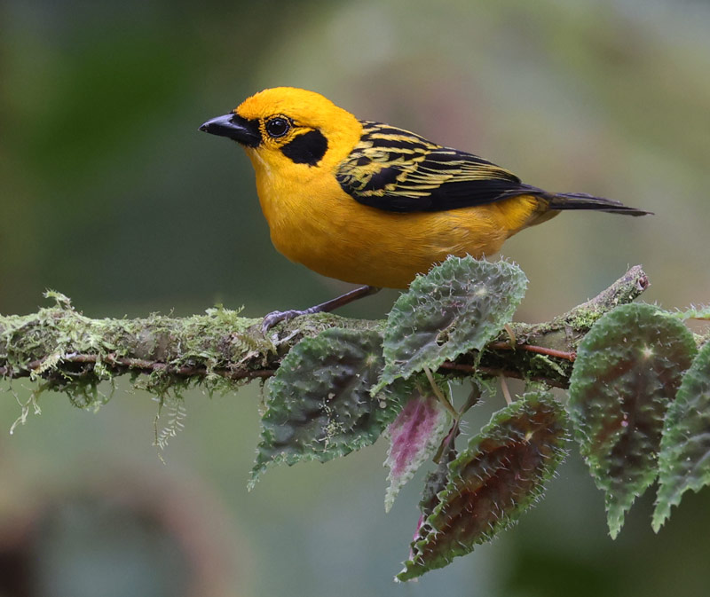Golden Tanager