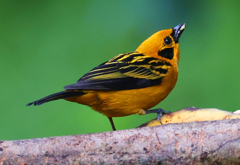 Golden Tanager