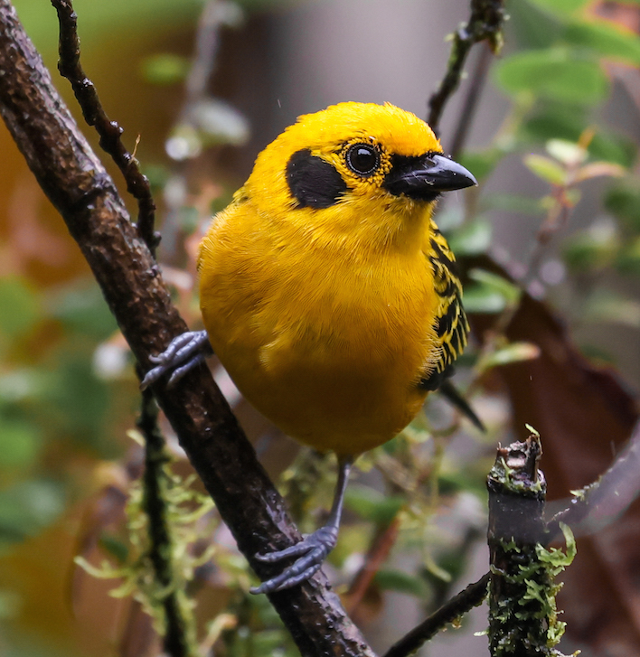 Golden Tanager