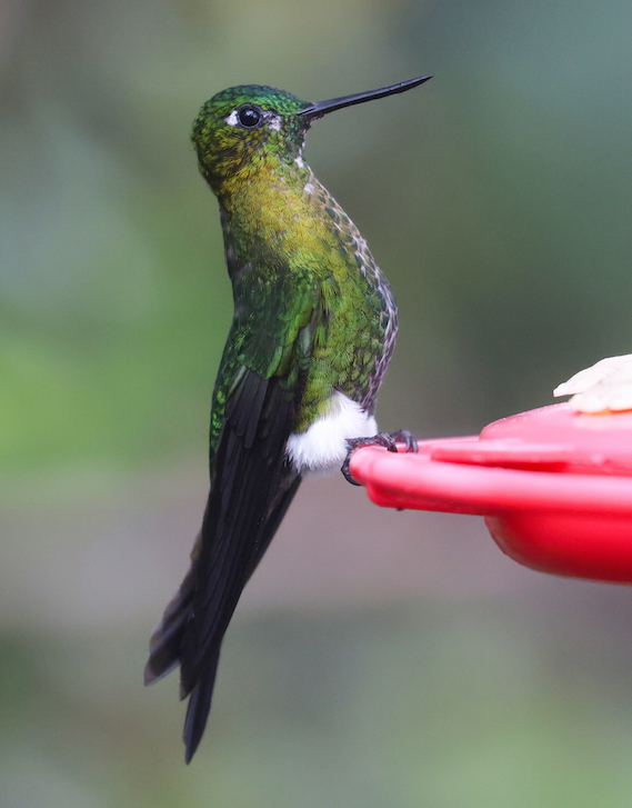 Golden-breasted Puffleg