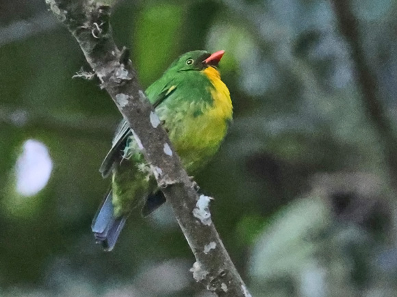 Golden-breasted Fruiteater