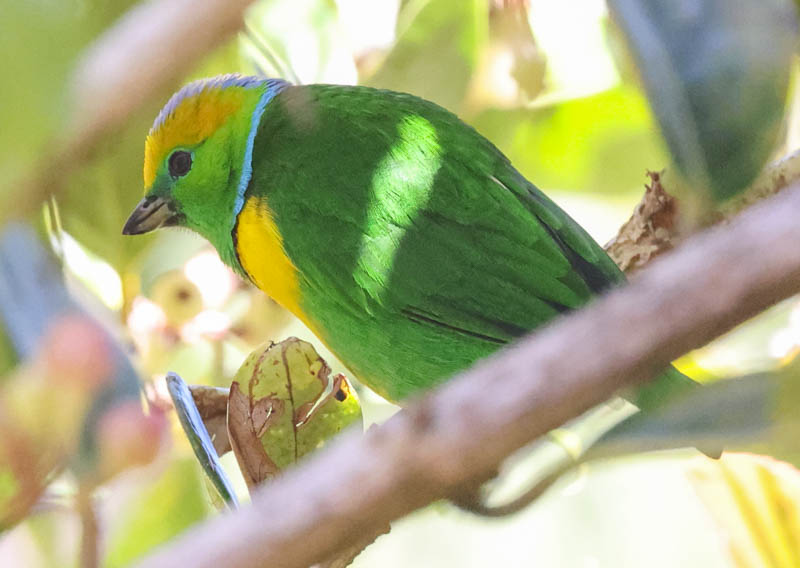 Golden-browed Chlorophonia