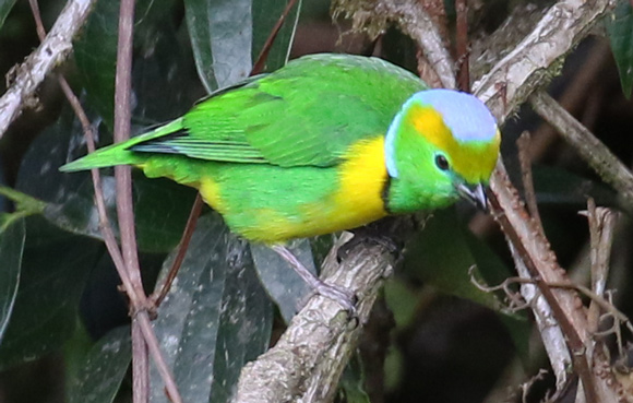 Golden-browed Chlorophonia