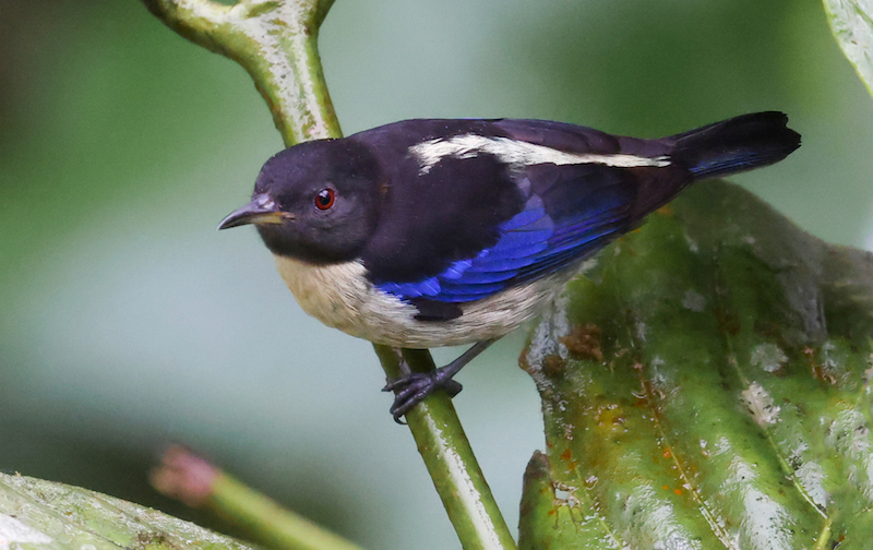 Golden-collared Honeycreeper