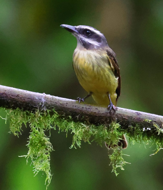 Golden-crowned Flycatcher