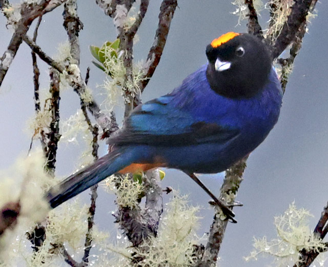 Golden-crowned Tanager