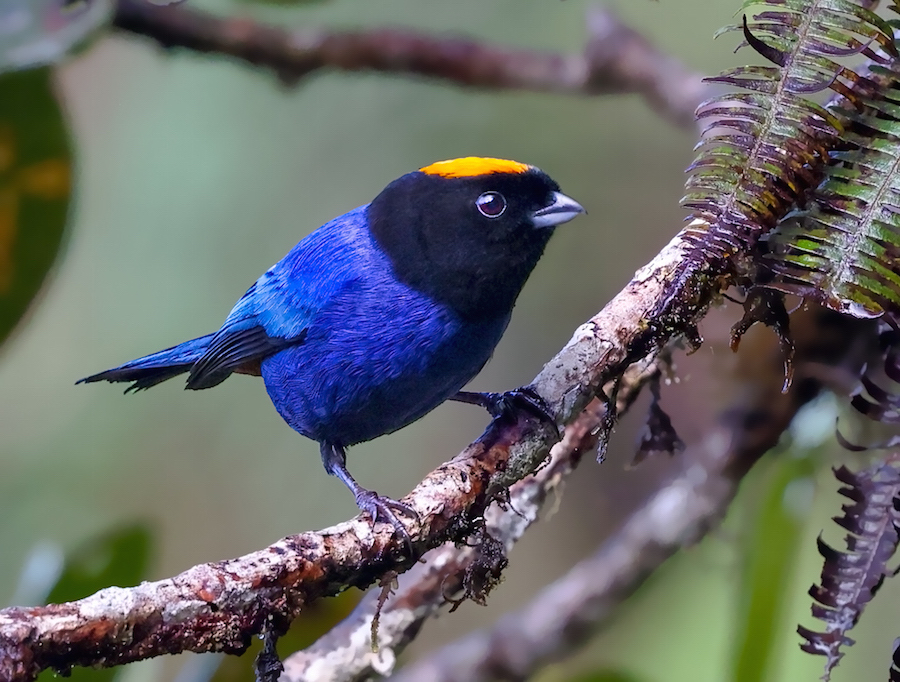 Golden-crowned Tanager