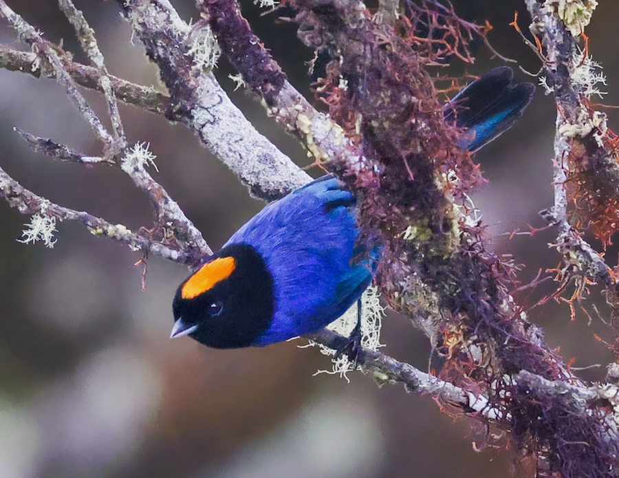 Golden-crowned Tanager