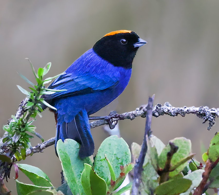 Golden-crowned Tanager