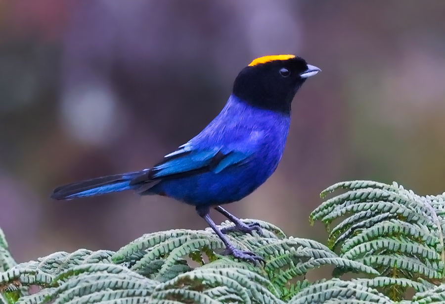 Golden-crowned Tanager