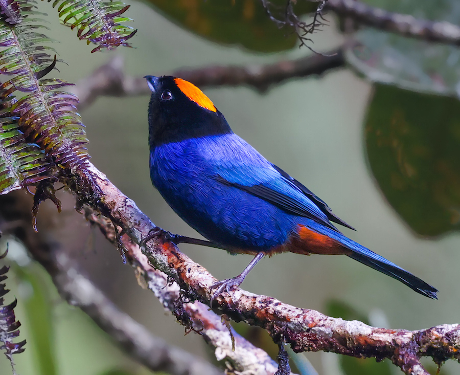 Golden-crowned Tanager