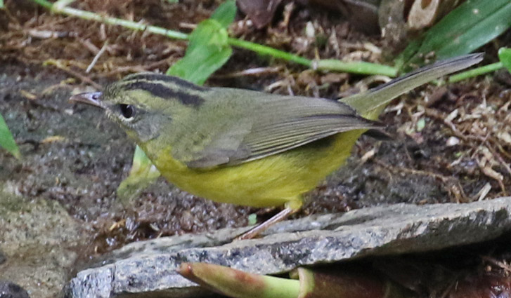 Golden-crowned Warbler
