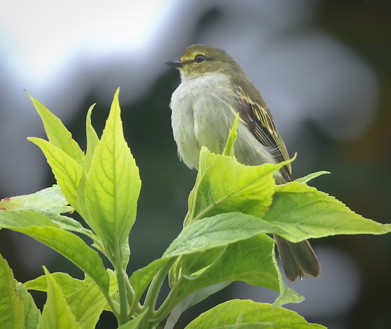 Golden-faced Tyrannulet