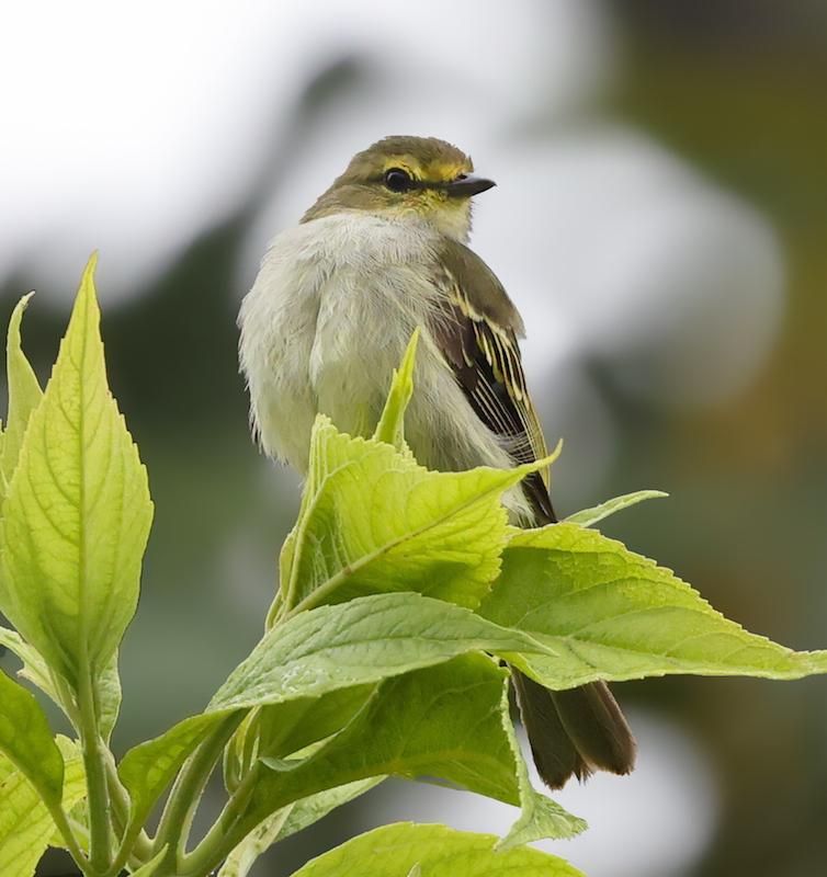 Golden-faced Tyrannulet