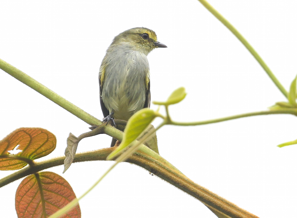 Golden-faced Tyrannulet