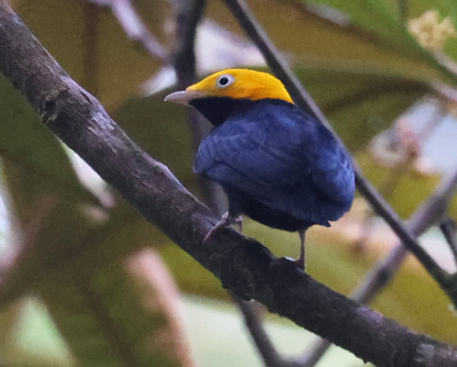 Golden-headed Manakin